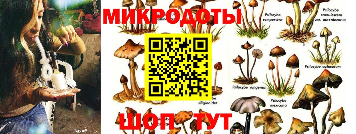Тайшет  Псилоцибиновые грибы Psilocybe  Вход с VPN  Псилоцибиновые грибы Cubensis 